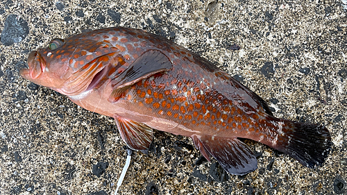 アコウの釣果