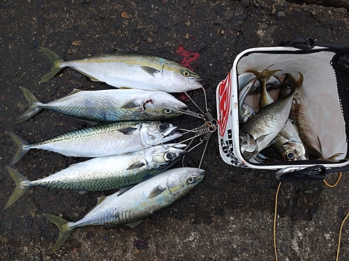 イナダの釣果