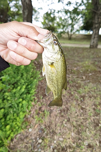 ラージマウスバスの釣果