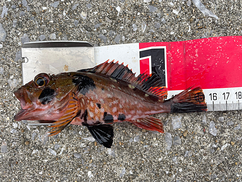 カサゴの釣果