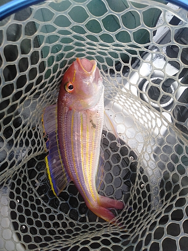 イトヨリダイの釣果