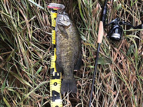 スモールマウスバスの釣果