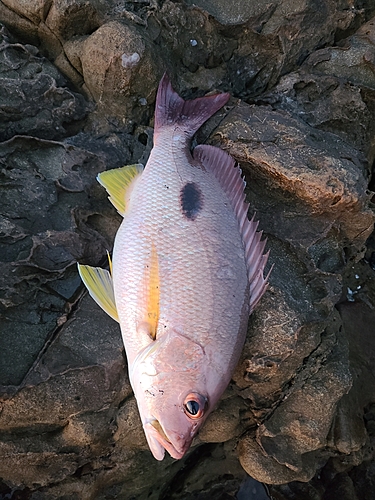 クロホシフエダイの釣果