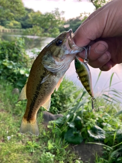 ラージマウスバスの釣果