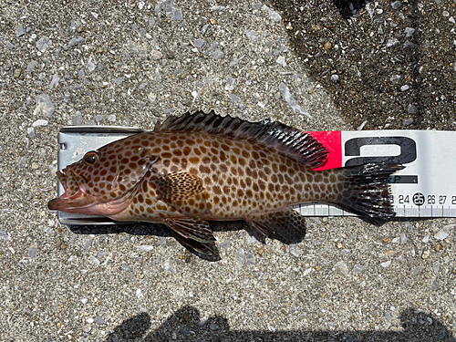 ハタの釣果