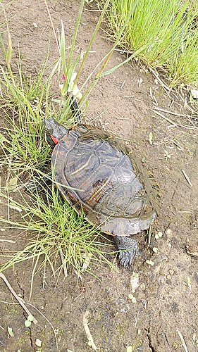 アメリカナマズの釣果