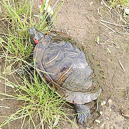 アメリカナマズ