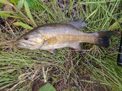 スモールマウスバスの釣果