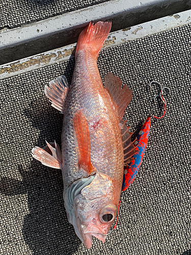 アカムツの釣果