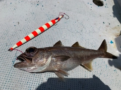 ムツの釣果