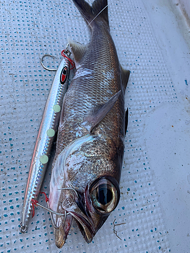 ムツの釣果