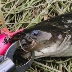 ナマズの釣果