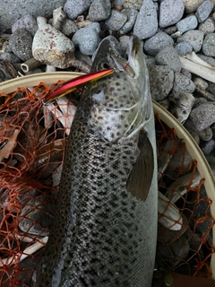 ブラウントラウトの釣果