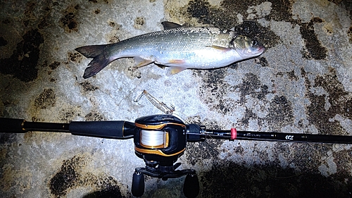 ウグイの釣果