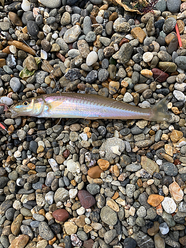 キスの釣果