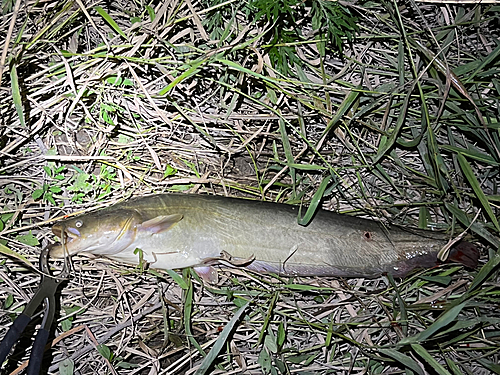 マナマズの釣果