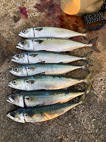 サバの釣果