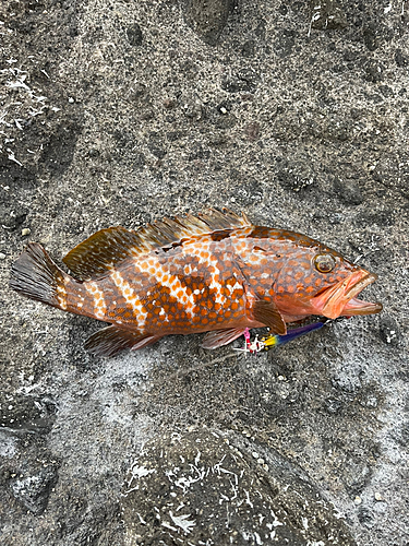 キジハタの釣果