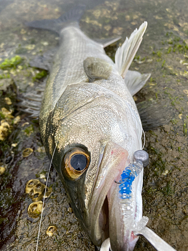 セイゴ（マルスズキ）の釣果