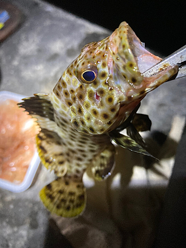 イシミーバイの釣果