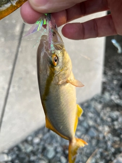 ショゴの釣果