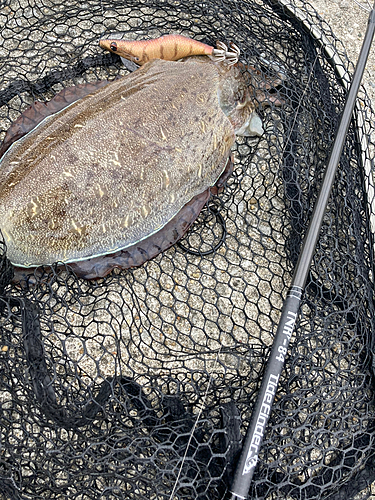 モンゴウイカの釣果