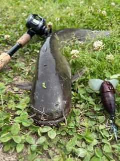 ナマズの釣果