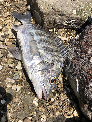 メイタの釣果