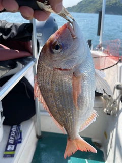 タイの釣果