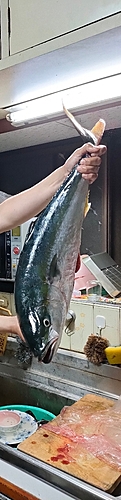 釣果