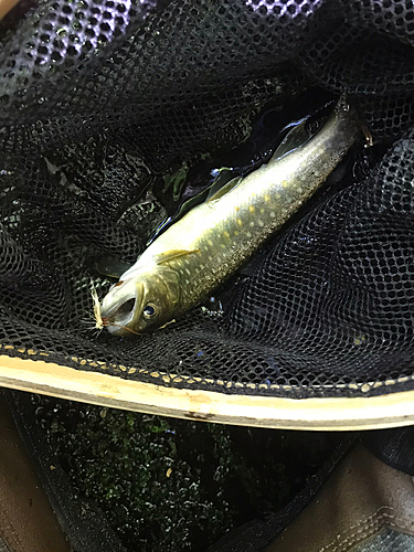 イワナの釣果