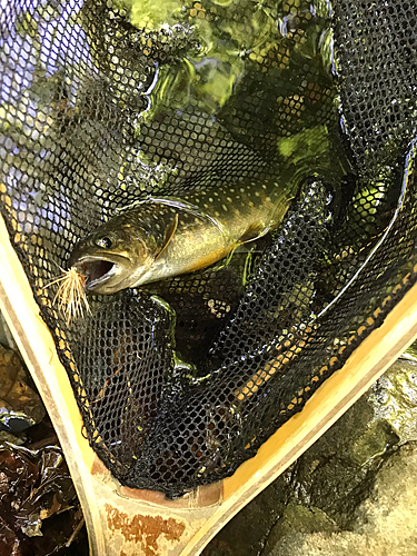 イワナの釣果