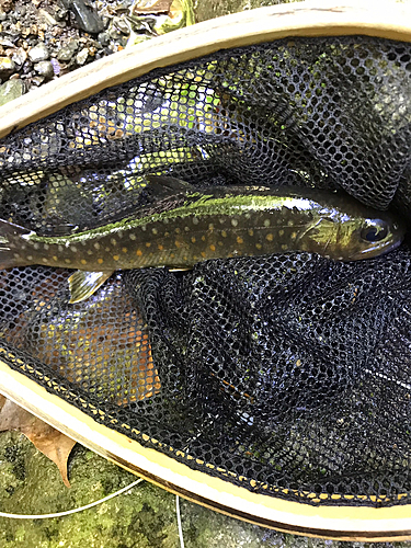 イワナの釣果