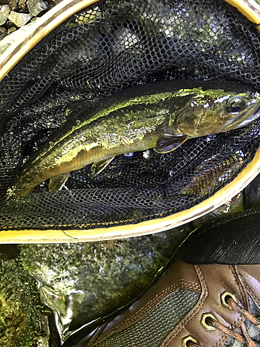 イワナの釣果