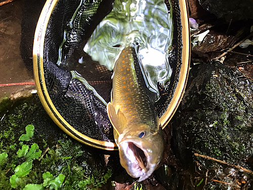 イワナの釣果