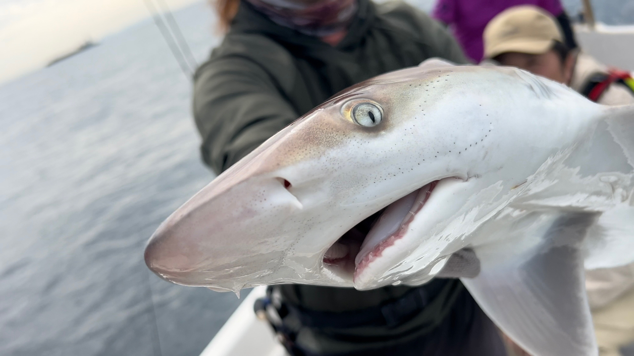 海水魚 エイラクブカ 一匹 - その他