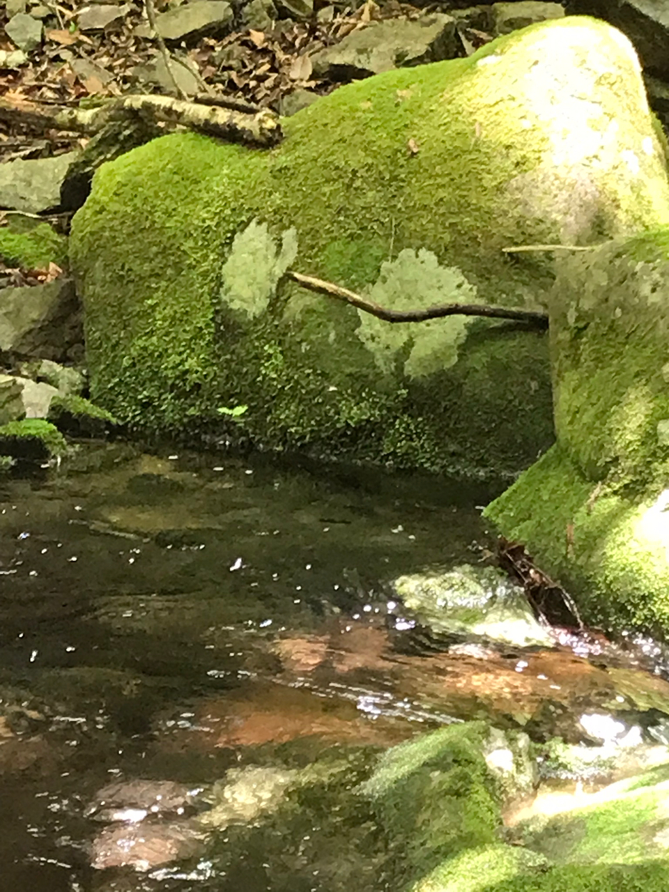 イワナ