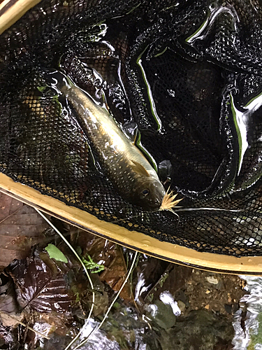 イワナの釣果