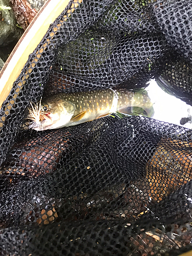 イワナの釣果