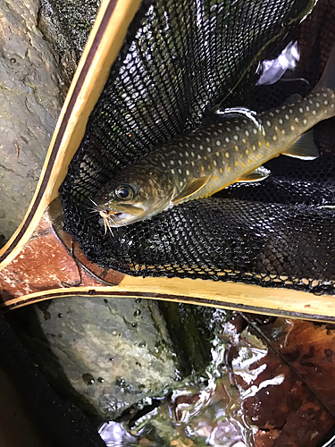 イワナの釣果