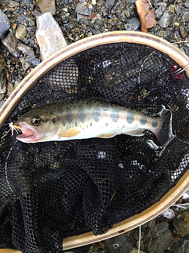 ヤマメの釣果