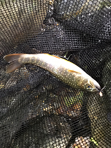 イワナの釣果