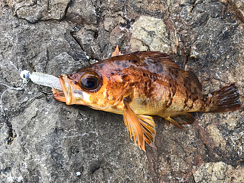 アカメバルの釣果