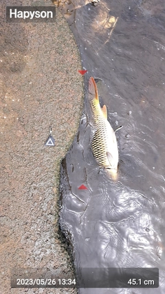 コイの釣果