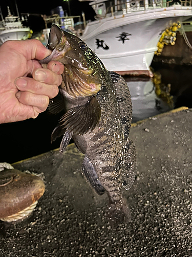 アイナメの釣果