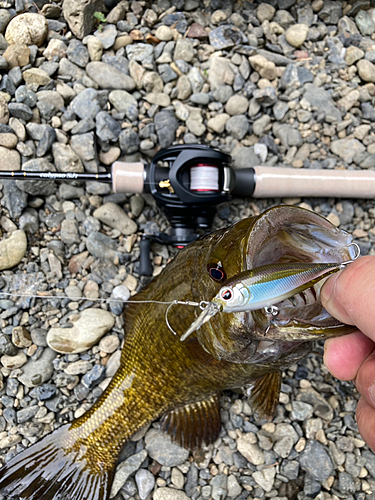 スモールマウスバスの釣果