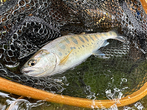 ヤマメの釣果