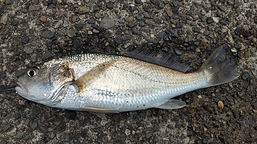 イシモチの釣果