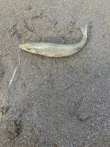 キスの釣果