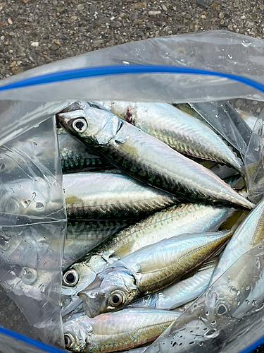 サバの釣果